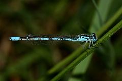 David Plant Photography - Wildlife Photography - Common blue damselfly - B